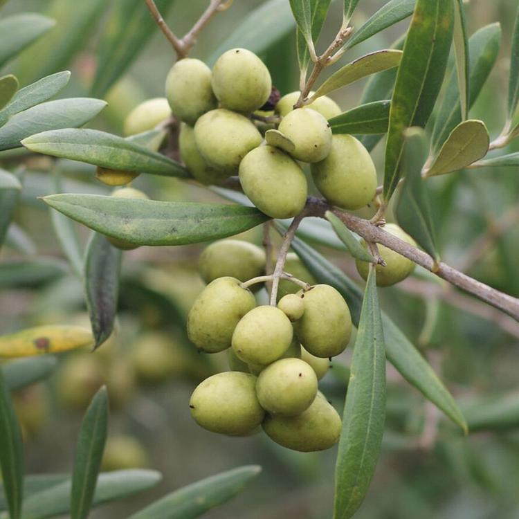 Georgia Olive Farms